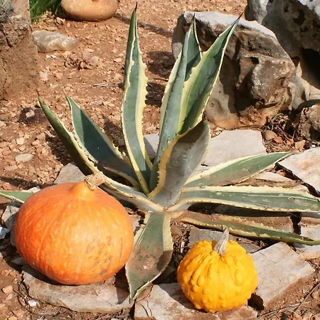 Lejlighed And Lea Bol